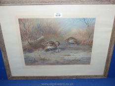 A 1923 Print of Snipe, pencil signed Archibald Thorburn,