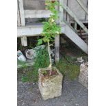 A square planter, 16'' x 16'' x 21'' high containing a yellow flowering Magnolia.
