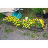 A metal 6' pig Trough planted with yellow pansies.