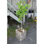 A square planter, 16'' square x 21'' high planted with a yellow flowering Magnolia.