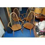 Four light coloured Ercol dining chairs.