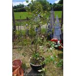 A large Bay tree in blue glazed pot