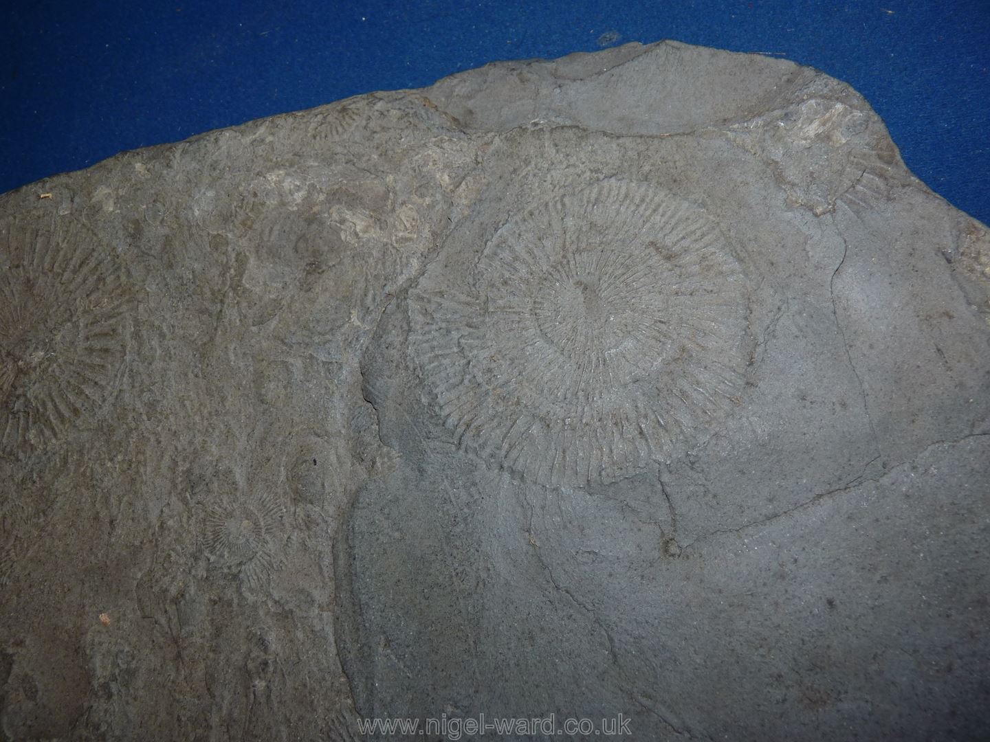 A thin slice of stone with fossils detailed. - Image 2 of 4