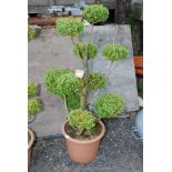 Potted Topiary (cloud) Box shrub.