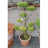 Potted Box Topiary (cloud) shrub