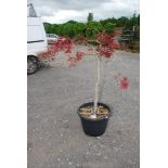 A Japanese Maple/Acer potted plant