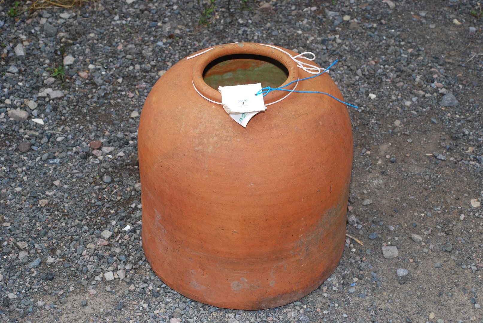 Terracotta Rhubarb forcer