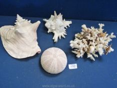 A piece of coral, sea urchin and two shells,