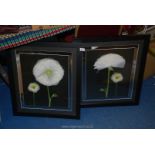 Two pictures of flowers entitled "Two Friends I and II" by Pip Bloomfield, on glass.