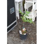 A potted Walnut tree, 33" high.