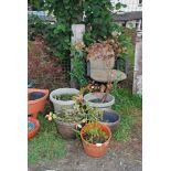 Five plastic flower pots some containing shrubs and strawberry plants.