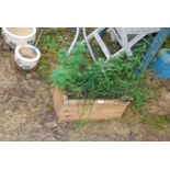 Mini herb garden in wooden planter.