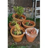 Quantity of terracotta flower pots and stands some containing shrubs.