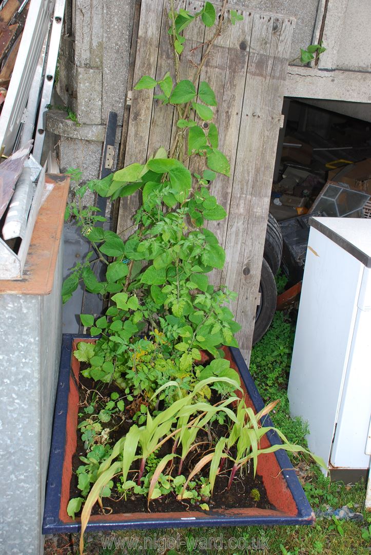 A miniature garden in a metal container.