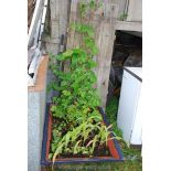 A miniature garden in a metal container.