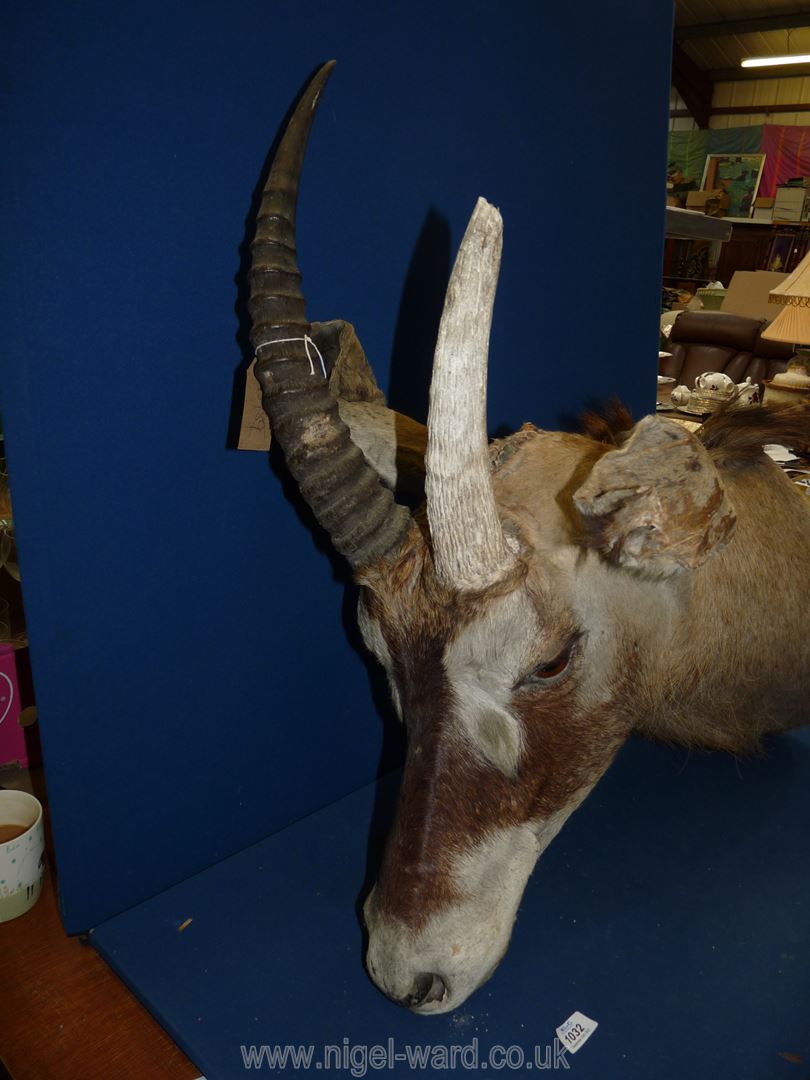 A taxidermy African Elan head with wall mount, 28'' long, 30'' to top of horn. - Image 2 of 4