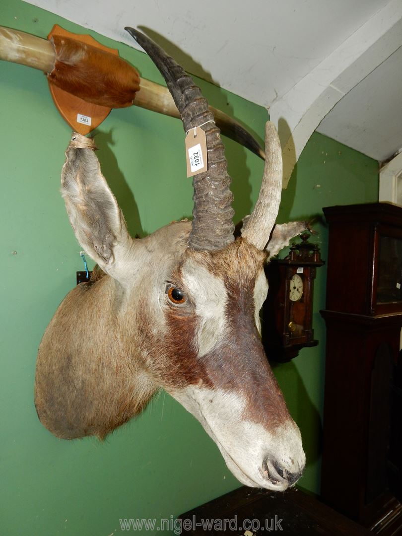 A taxidermy African Elan head with wall mount, 28'' long, 30'' to top of horn.