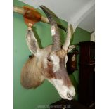 A taxidermy African Elan head with wall mount, 28'' long, 30'' to top of horn.