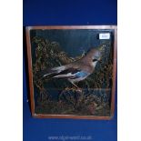 A taxidermy Jay in glazed case with inscribed copper band 'By J. Webb 1920 for M.