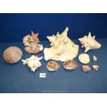 A box of shells including large conch (damaged), coral on plinths with starfish and shells,