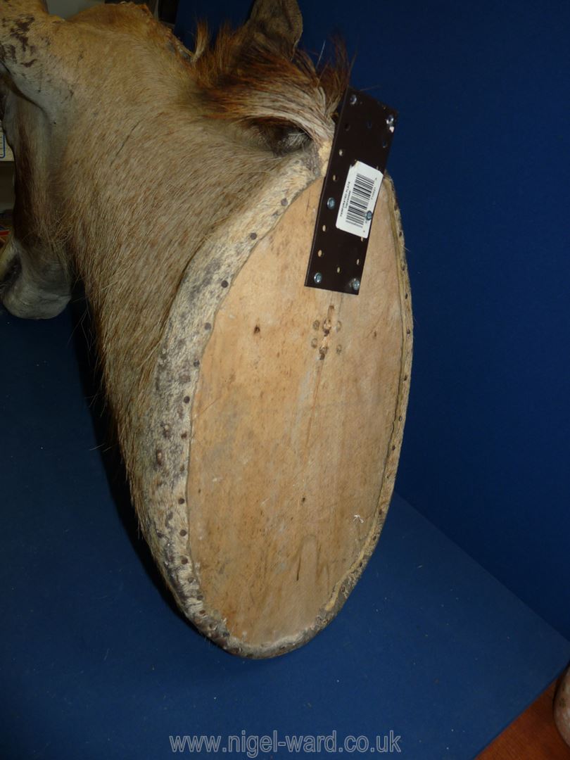 A taxidermy African Elan head with wall mount, 28'' long, 30'' to top of horn. - Image 4 of 4