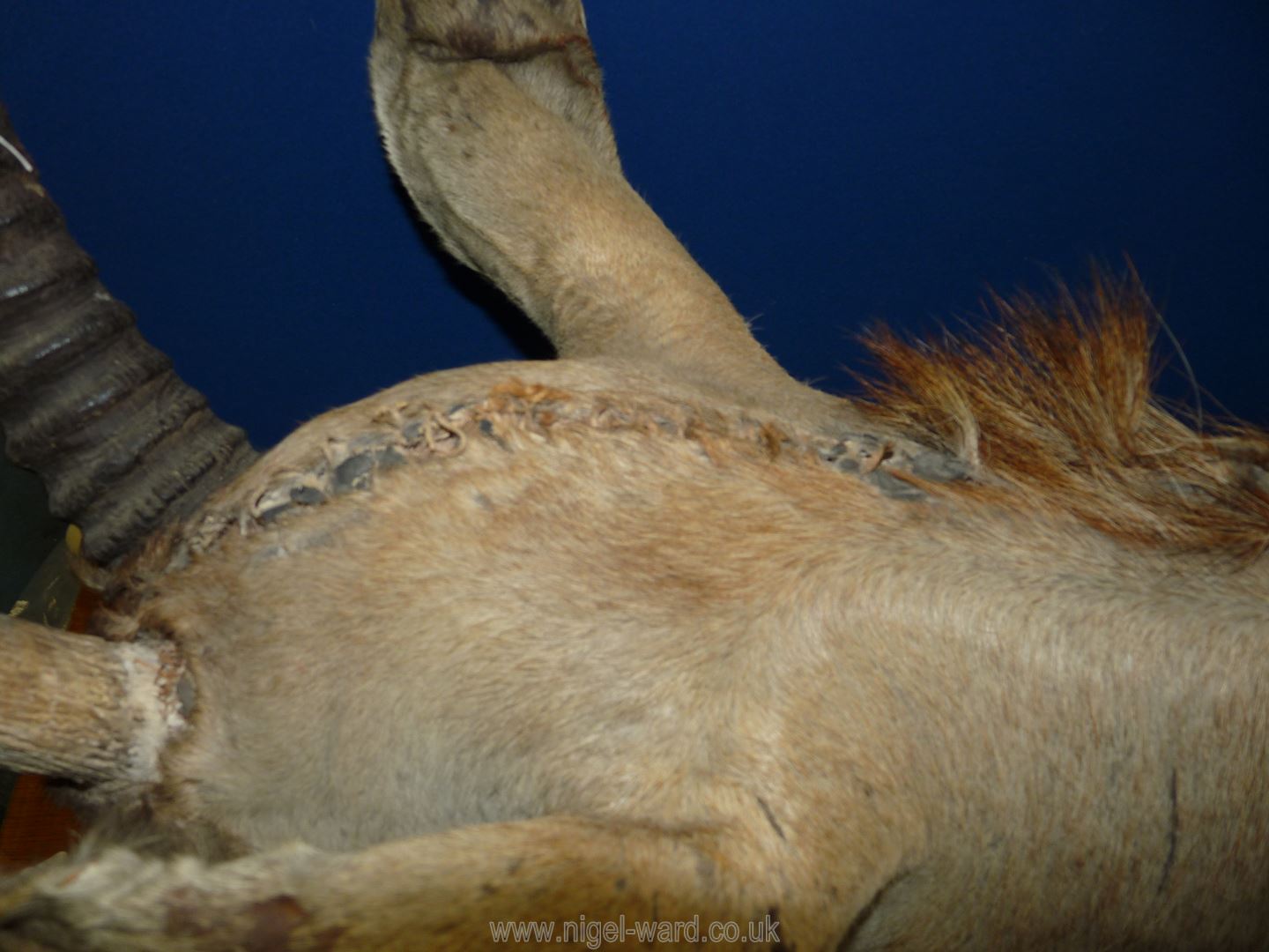 A taxidermy African Elan head with wall mount, 28'' long, 30'' to top of horn. - Image 3 of 4