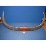 A pair of Buffalo horns mounted on metal bracket with leather insert marked 'Darwin N.