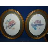 A pair of oval framed Prints by Eric Tenney of a Woodmouse and a Dormouse.