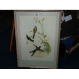 A framed J. Gould & W. Hart Lithograph depicting Sparganura Glyceria.