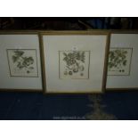A set of three framed and mounted coloured Etchings of various trees by John Miller to include The