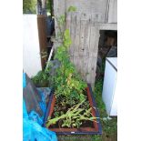 A home made vegetable garden.