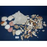 A quantity of seashells including Conch etc.