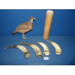 A small taxidermy of a Partridge and four animal horns etc.