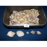 A tub of small shells ideal for jewellery making.