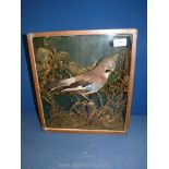 A taxidermy Jay in glazed case with inscribed copper band 'By J. Webb 1920 for M.