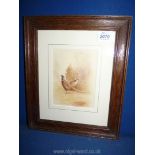 A small Oak framed and mounted watercolour depicting a pair of pheasants. Unsigned.