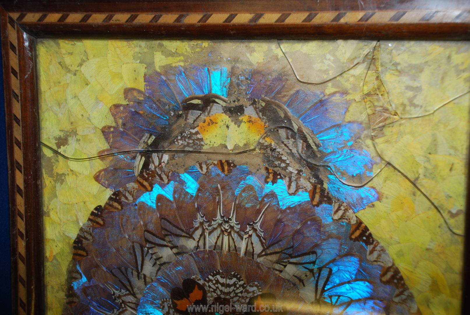 A Brazilian butterfly wing inlay wood serving Tray with iridescent blue wings and yellow wing - Image 2 of 3