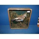 A taxidermy Jay in glazed case with inscribed copper band 'By J. Webb 1920 for M.