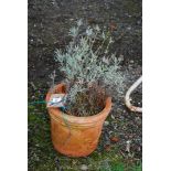 Terracotta potted Lavender, 11'' diameter.