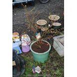 Potted shrub in green glazed pot.