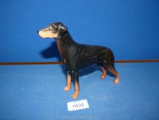 A Beswick figure of a standing Doberman Pinscher dog.