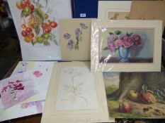 A quantity of unframed botanical watercolours and drawings of fruit and flowers.