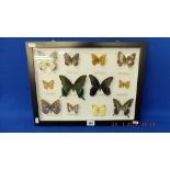 A framed collection of twelve butterfly's
