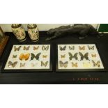Two framed collections of butterflies,