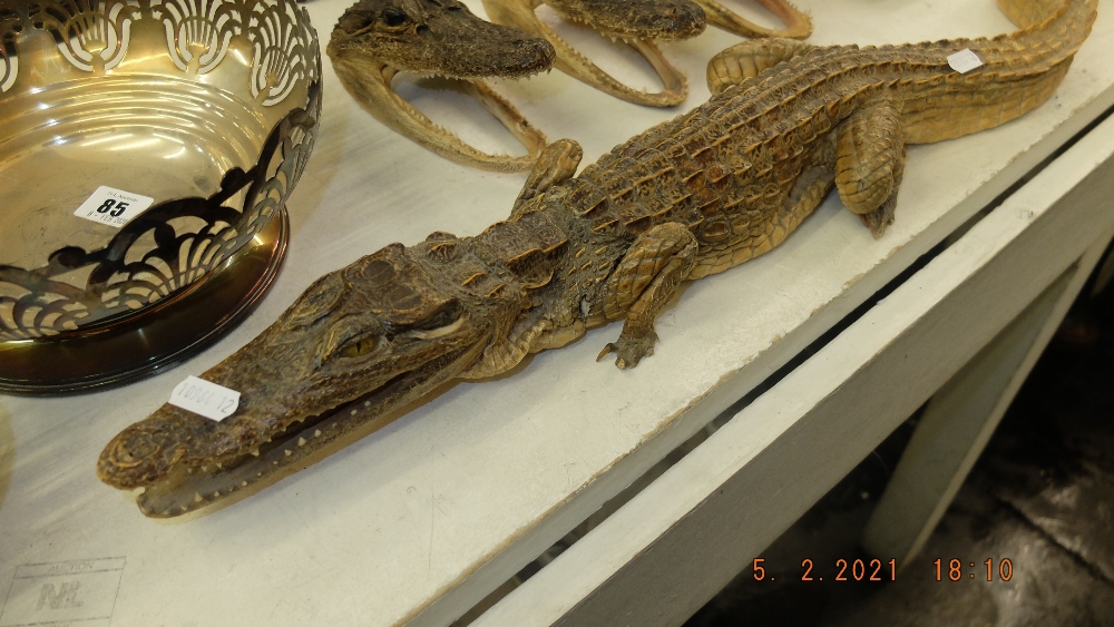 A life size baby Crocodile including three baby Crocodile heads - Image 4 of 4