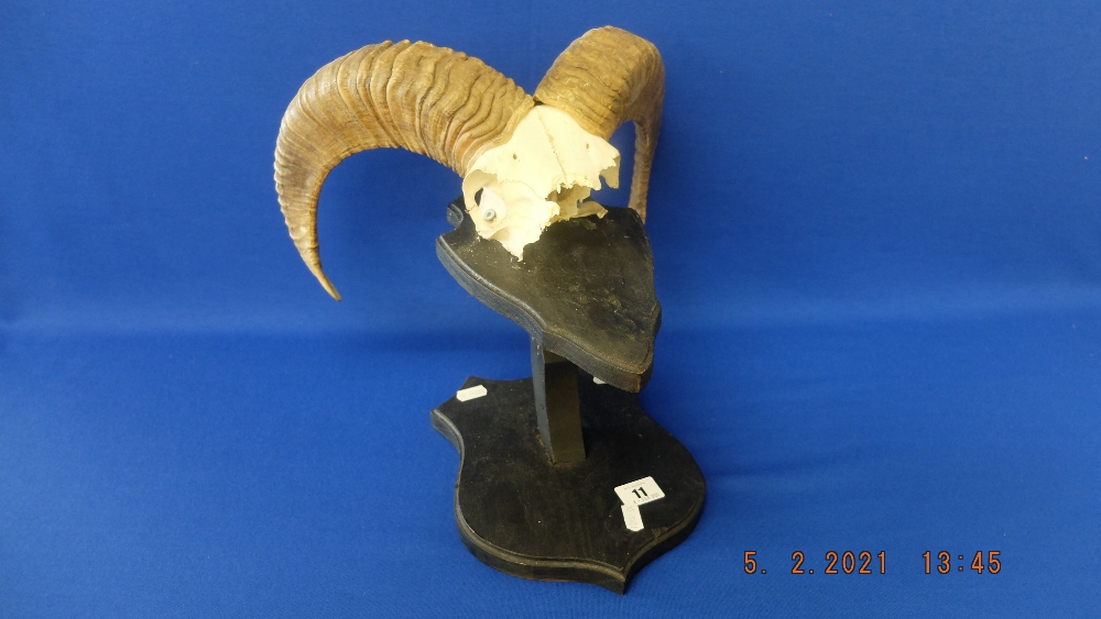 A Rams horn on stand