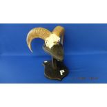 A Rams horn on stand
