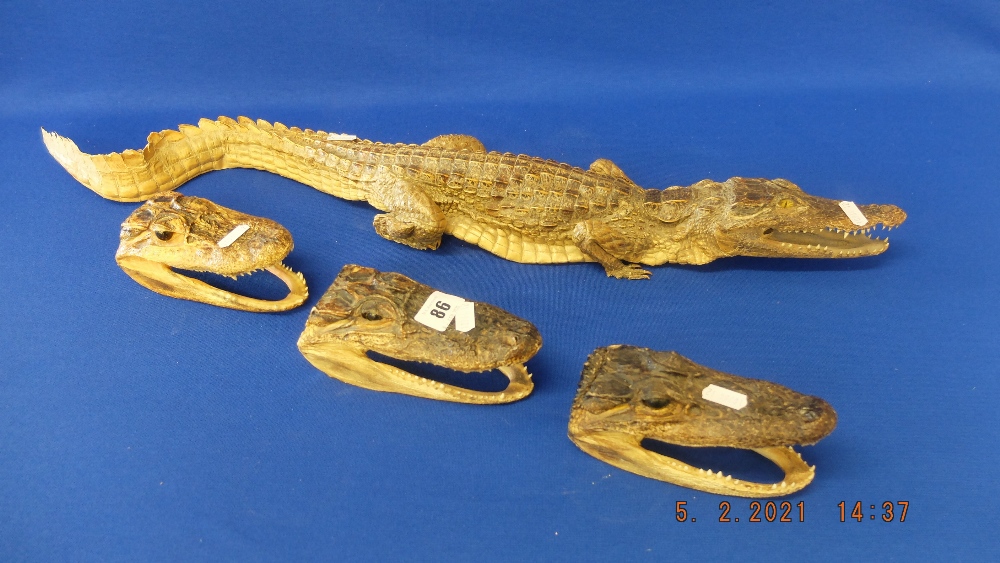 A life size baby Crocodile including three baby Crocodile heads