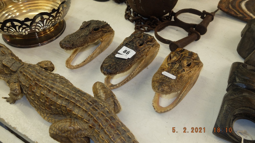 A life size baby Crocodile including three baby Crocodile heads - Image 2 of 4