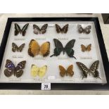 A framed set of 12 butterflies